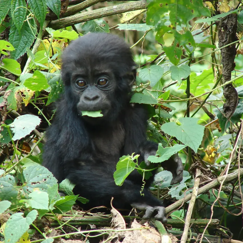 Young black gorilla surrounded by green forest vegetation, Clouds Mountain Gorilla Lodge, Bwindi Impenetrable Forest, Uganda