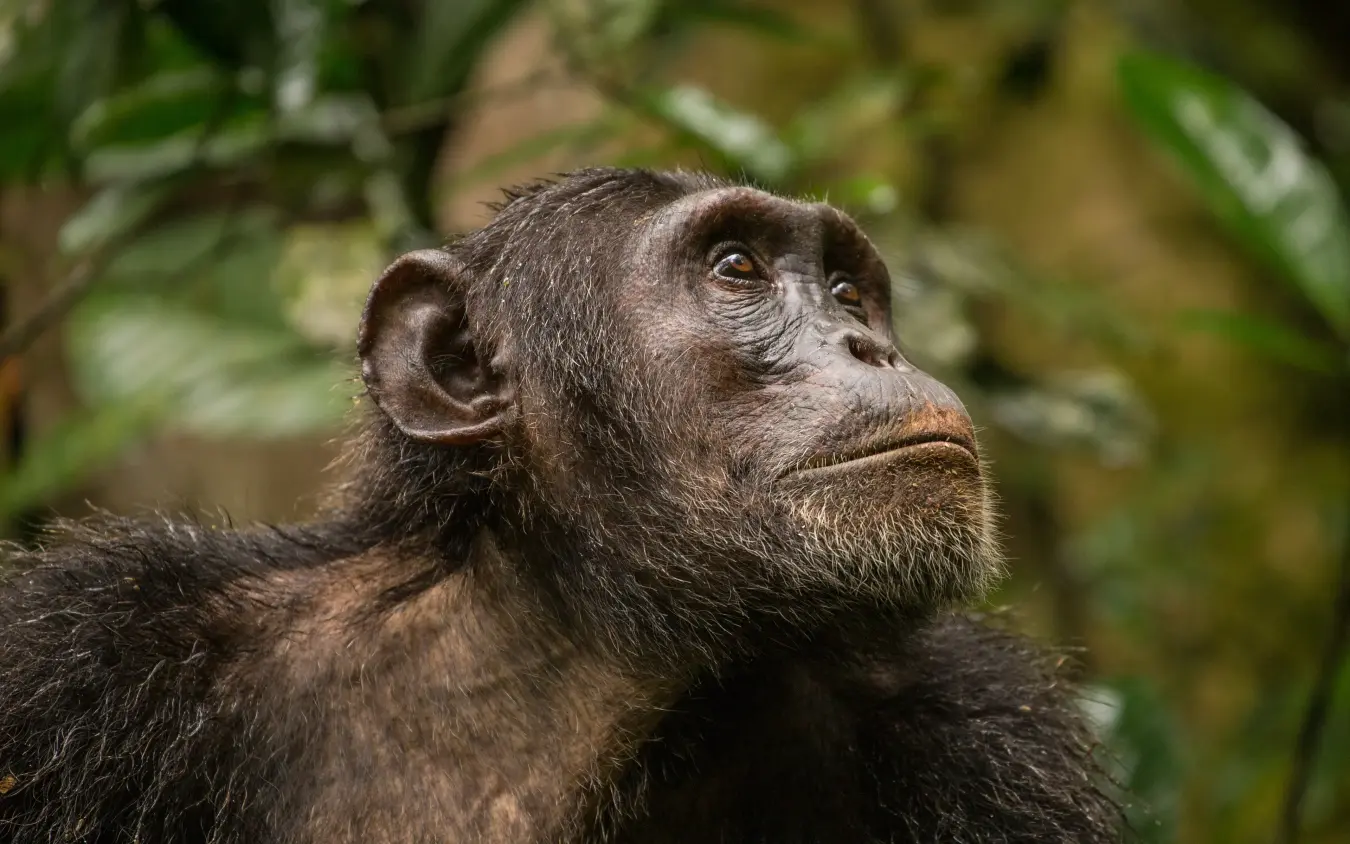 Close-up portrait of chimpanzee looking upward pensively
