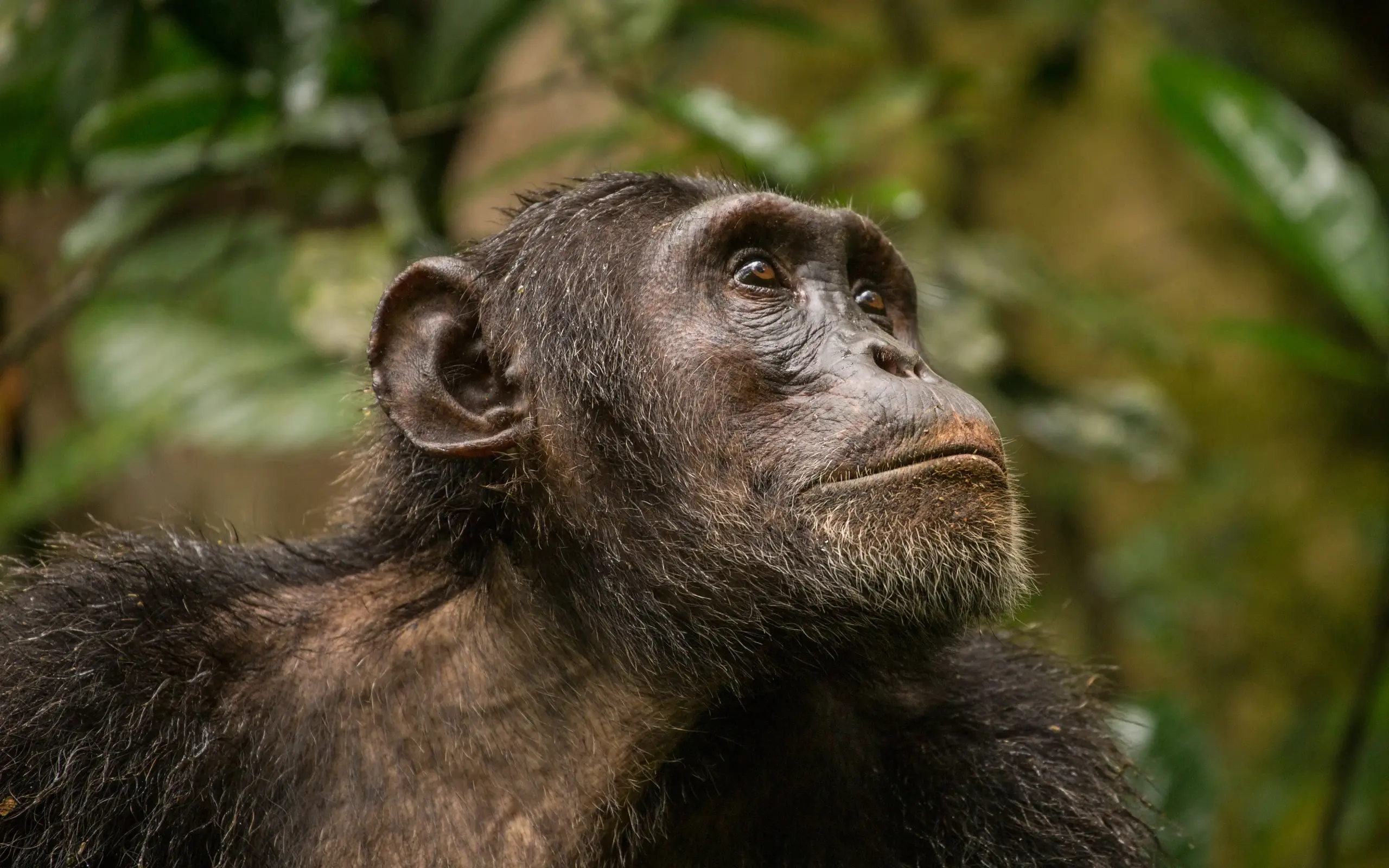 Close-up portrait of chimpanzee looking upward pensively