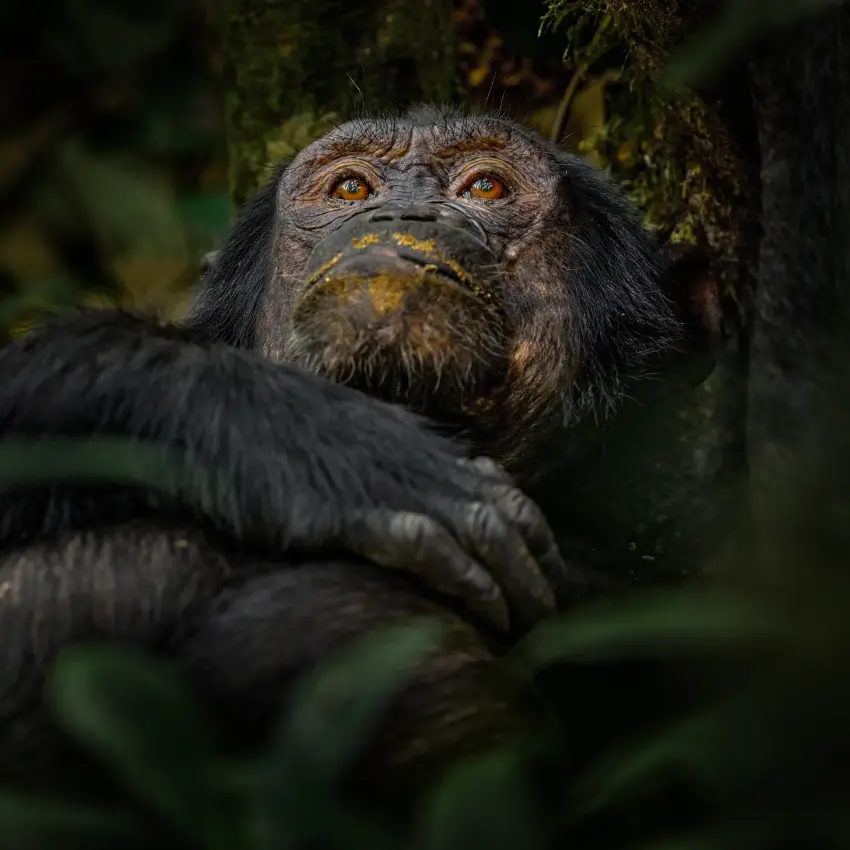 Black chimpanzee looking upward among green foliage