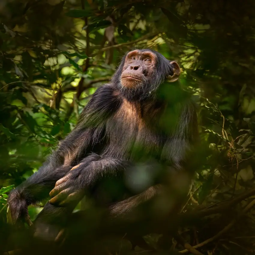 Chimpanzee sitting among green forest foliage and branches