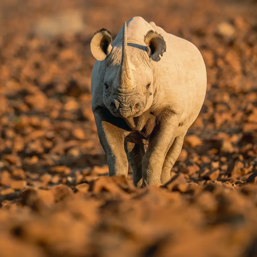 Young rhino walking toward camera on arid terrain, Desert Rhino Camp, Damaraland, Namibia