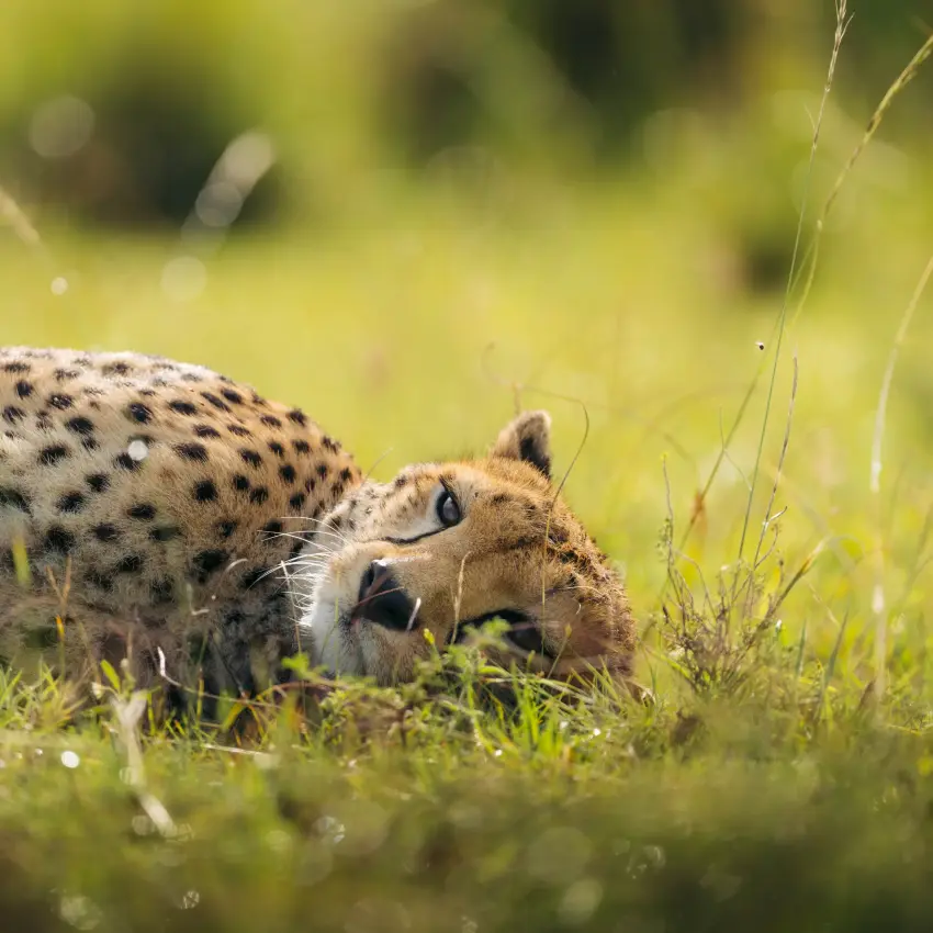 Cheetah crouching in grass, hunting in savanna, Emboo Camp, Maasai Mara, Kenya