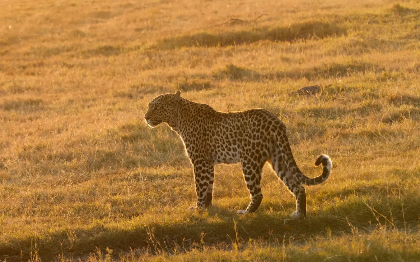 Leopard walking through dry grassland at golden hour, Fothergill Island, Matusadona National Park, Zimbabwe