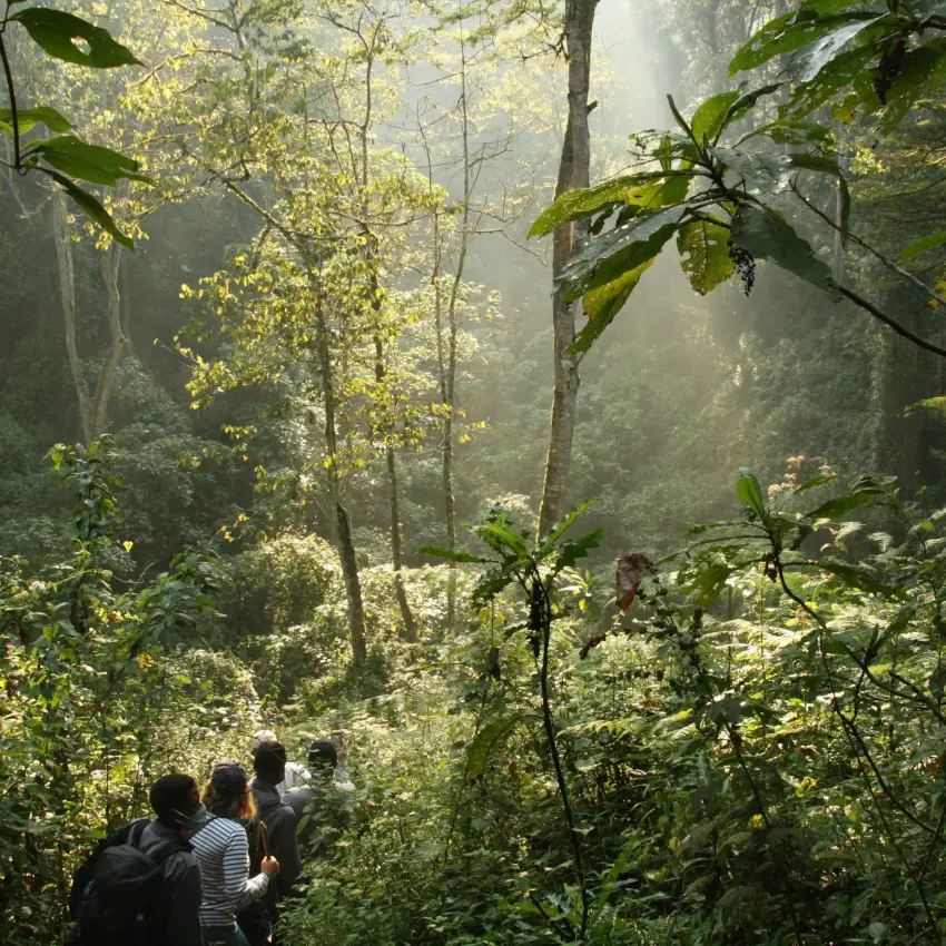 Hikers exploring misty rainforest canopy with sunlight filtering through dense vegetation