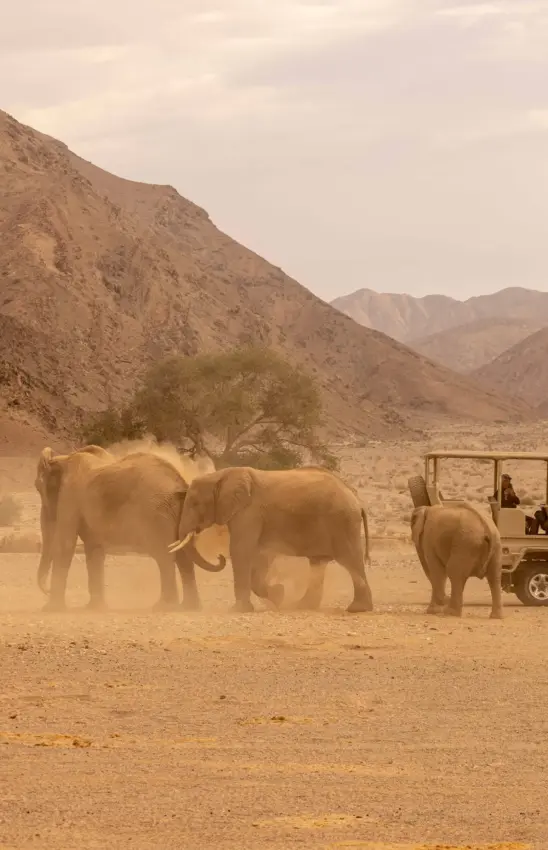 Elephants walking in dusty terrain with safari vehicle in background, Hoanib Elephant Camp, Skeleton Coast, Namibia
