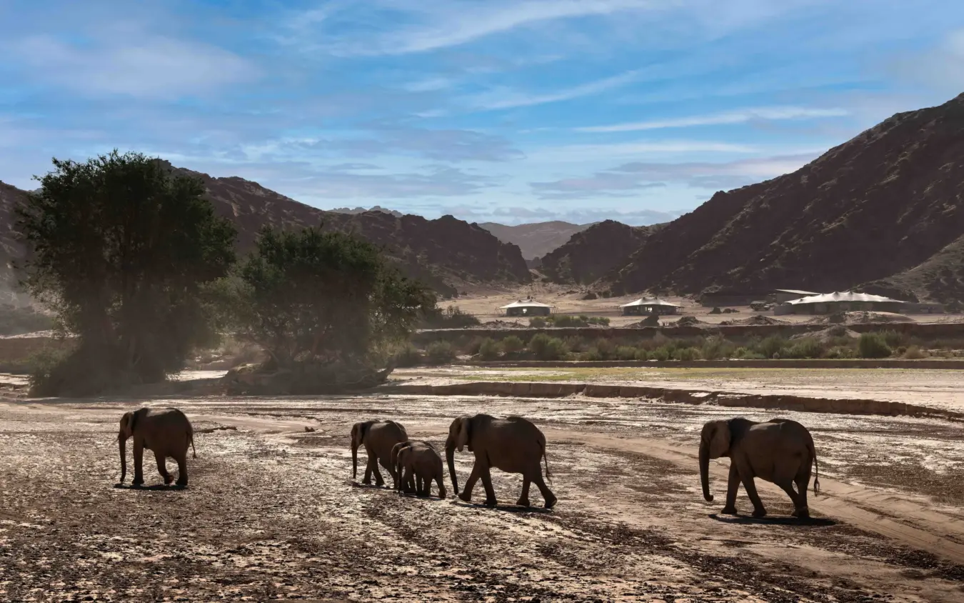 Elephant herd walking across riverbed with mountains and acacia trees in background, Hoanib Elephant Camp, Skeleton Coast, Namibia