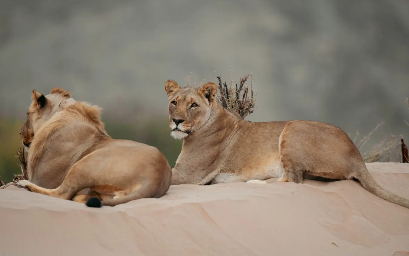 Two lionesses resting on sand dune with sparse vegetation, Hoanib Elephant Camp, Skeleton Coast, Namibia