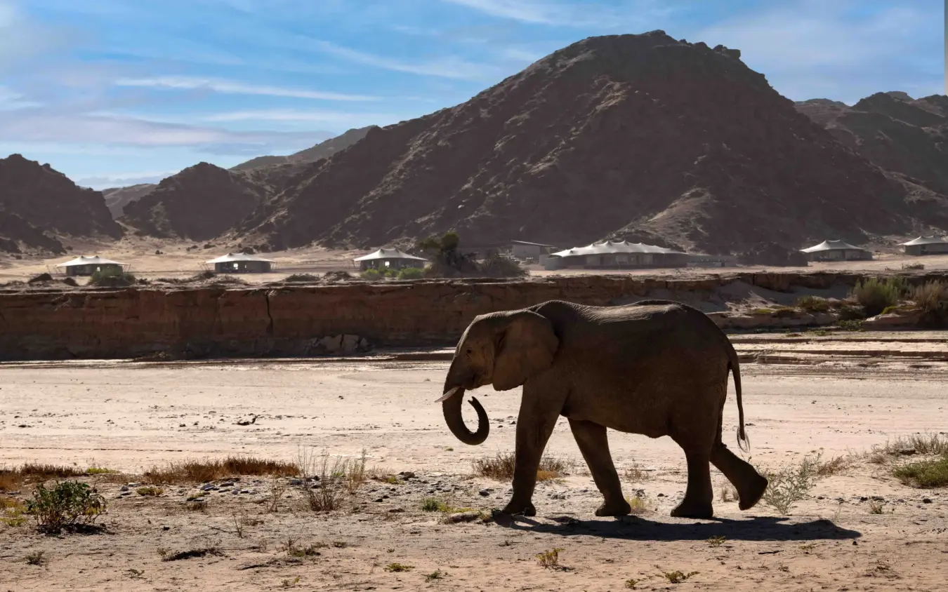 Elephant walking across sandy riverbed with mountains and settlement behind, Hoanib Elephant Camp, Skeleton Coast, Namibia