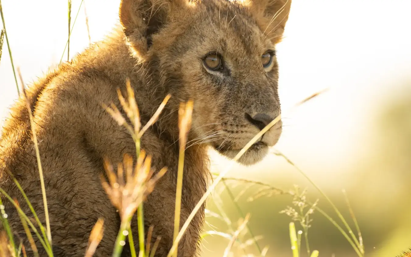 Young lion in tall grass during golden hour, Kichwa Tembo Tented Camp, Maasai Mara, Kenya