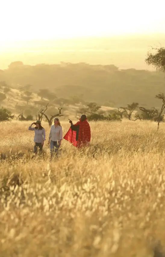 Guide with guests walking through golden grassland at sunrise, Kifaru House, Laikipia Highlands, Kenya