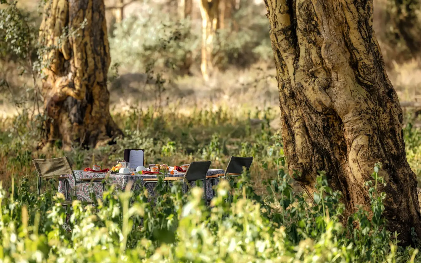 Outdoor dining setup beneath ancient olive trees in woodland clearing, Kifaru House, Laikipia Highlands, Kenya