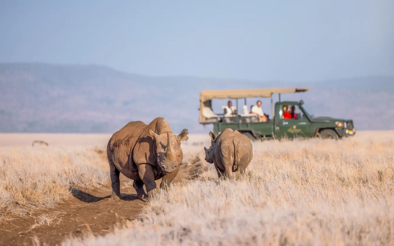 Safari vehicle with tourists observing rhinos in arid savanna grassland, Kifaru House, Laikipia Highlands, Kenya