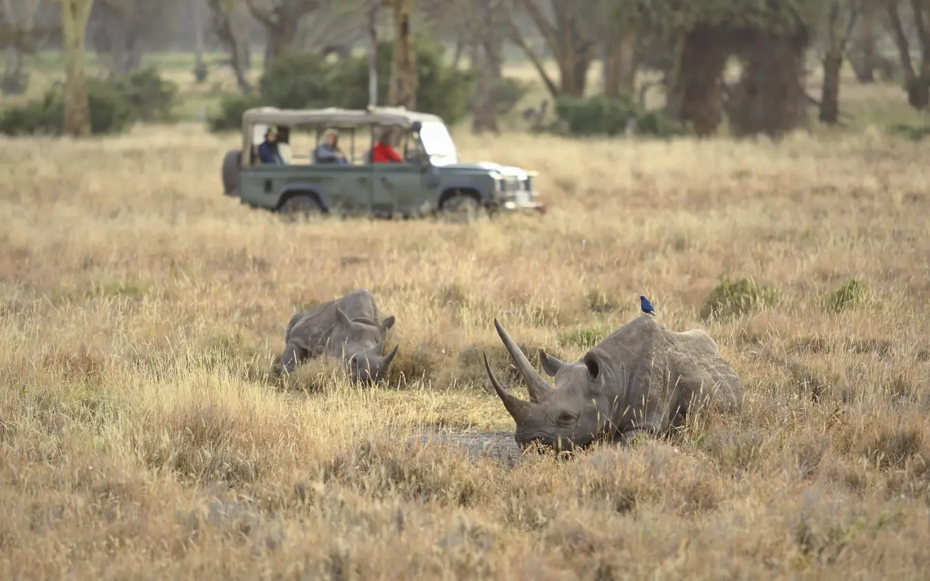 Safari vehicle observing rhinos in grassland savanna, Kifaru House, Laikipia Highlands, Kenya