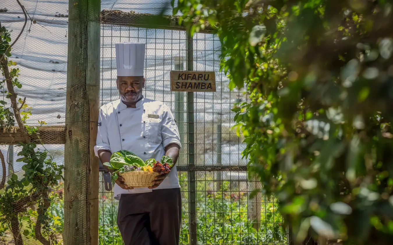 Chef in white chef's coat holding fresh vegetables in garden enclosure, Kifaru House, Laikipia Highlands, Kenya