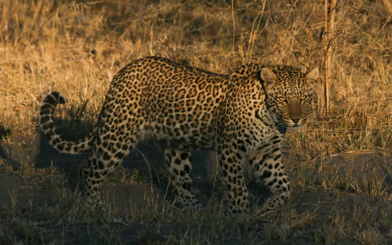 Leopard walking through dry grassland at golden hour, Kwando Nxai Pan Camp, Makgadikgadi Pans, Botswana