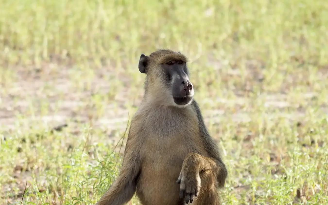 Baboon sitting upright on grassland savanna, Laba Siwandu, Nyerere National Park, Tanzania