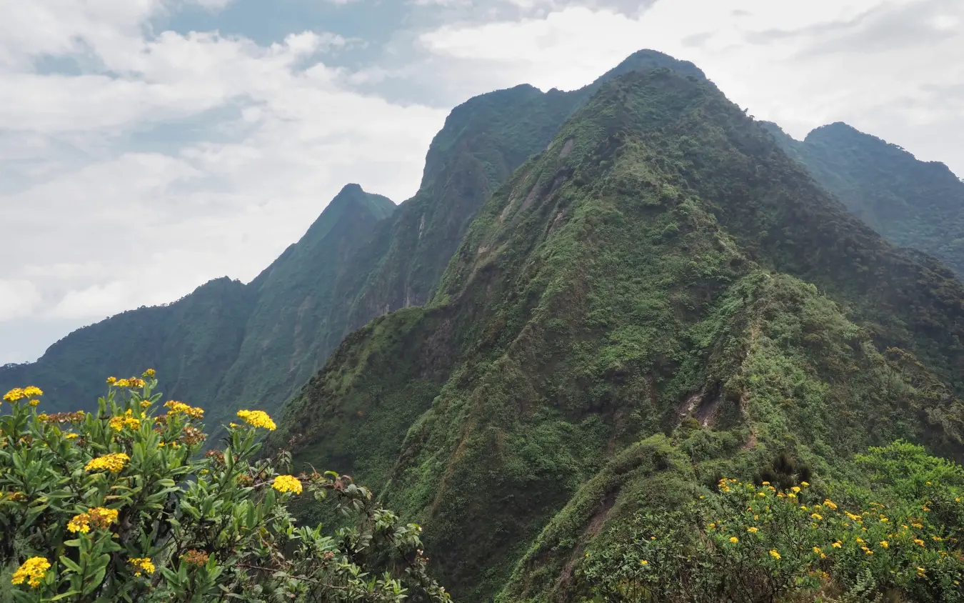 Lush green mountains with yellow wildflowers in foreground