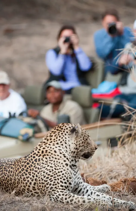 Guests observe leopard resting in dry grass during safari