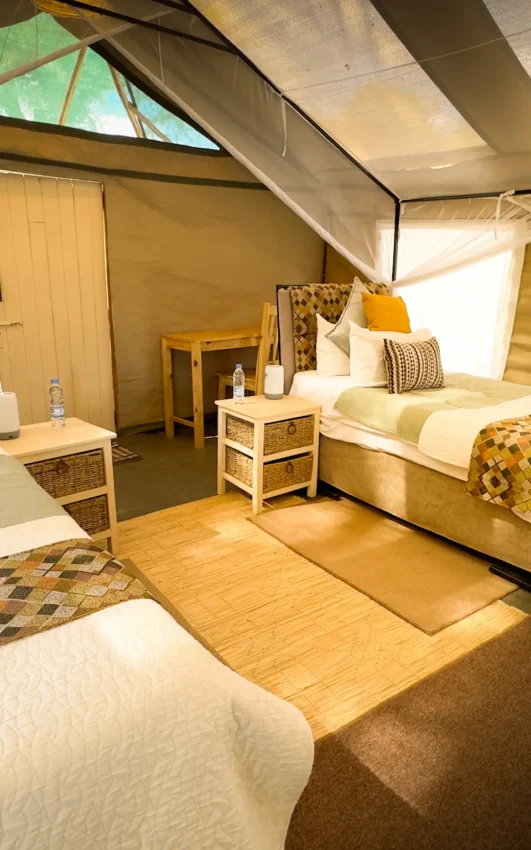 Spacious safari tent bedroom with multiple beds and natural light, Little Vundu, Mana Pools, Zimbabwe
