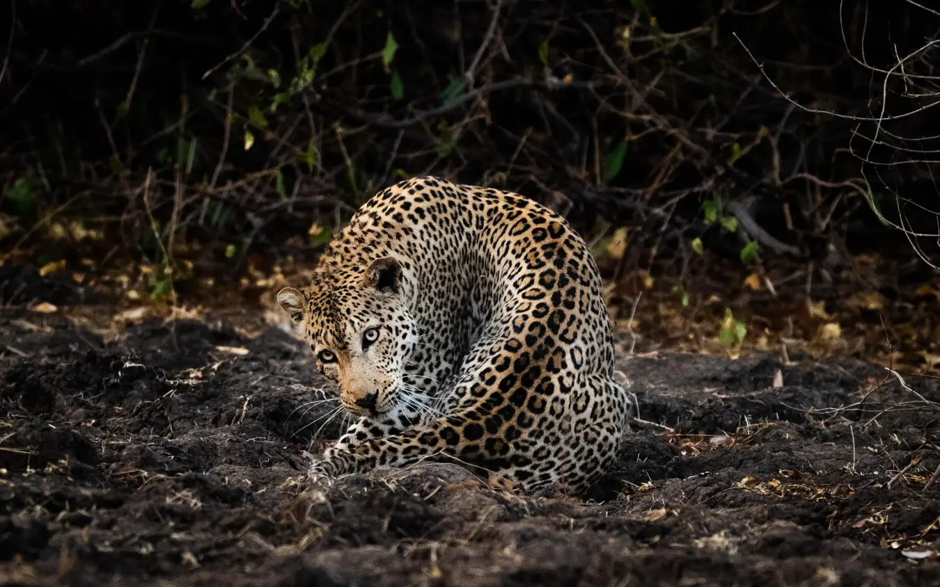 Leopard on dark ground among sparse vegetation, Little Vundu, Mana Pools, Zimbabwe