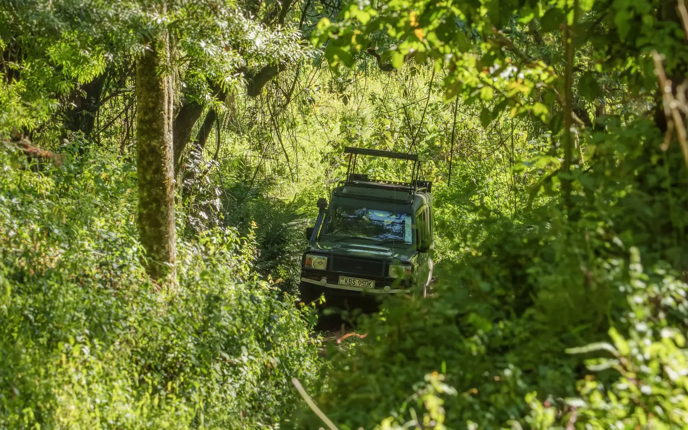 Safari vehicle navigating through dense jungle canopy on narrow forest track, Loldia House, Rift Valley Lakes, Kenya
