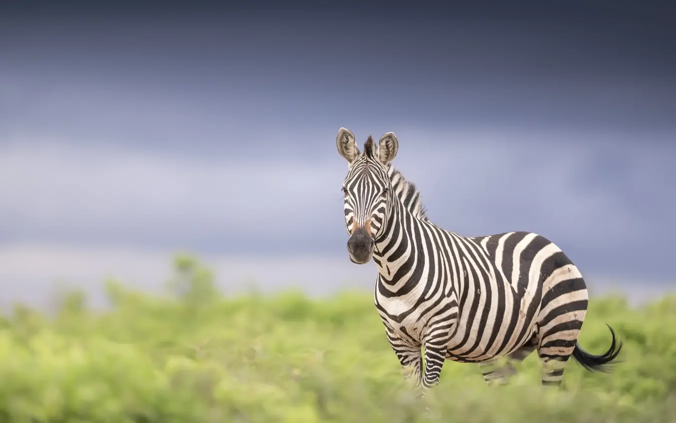 Zebra standing alert in grassland with blurred vegetation background, Loldia House, Rift Valley Lakes, Kenya
