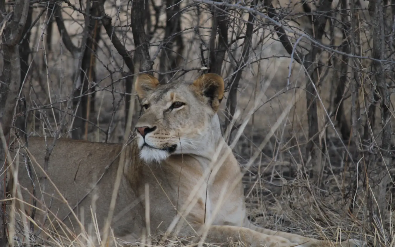 Lioness resting among bare branches in woodland habitat, Manyara Ranch, Lake Manyara, Tanzania