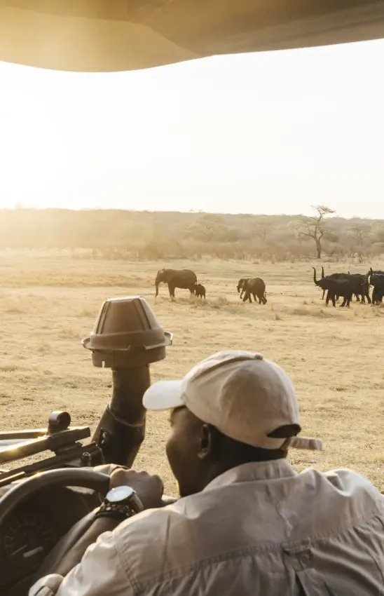 Herd of elephants crossing savanna from safari vehicle, Matetsi River Lodge, Victoria Falls, Zimbabwe
