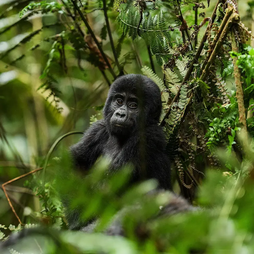 Young black gorilla surrounded by dense green forest vegetation