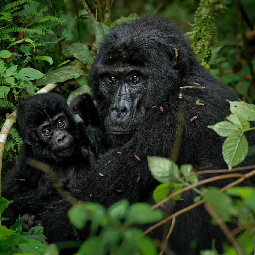Adult chimpanzee with young juvenile in lush forest vegetation