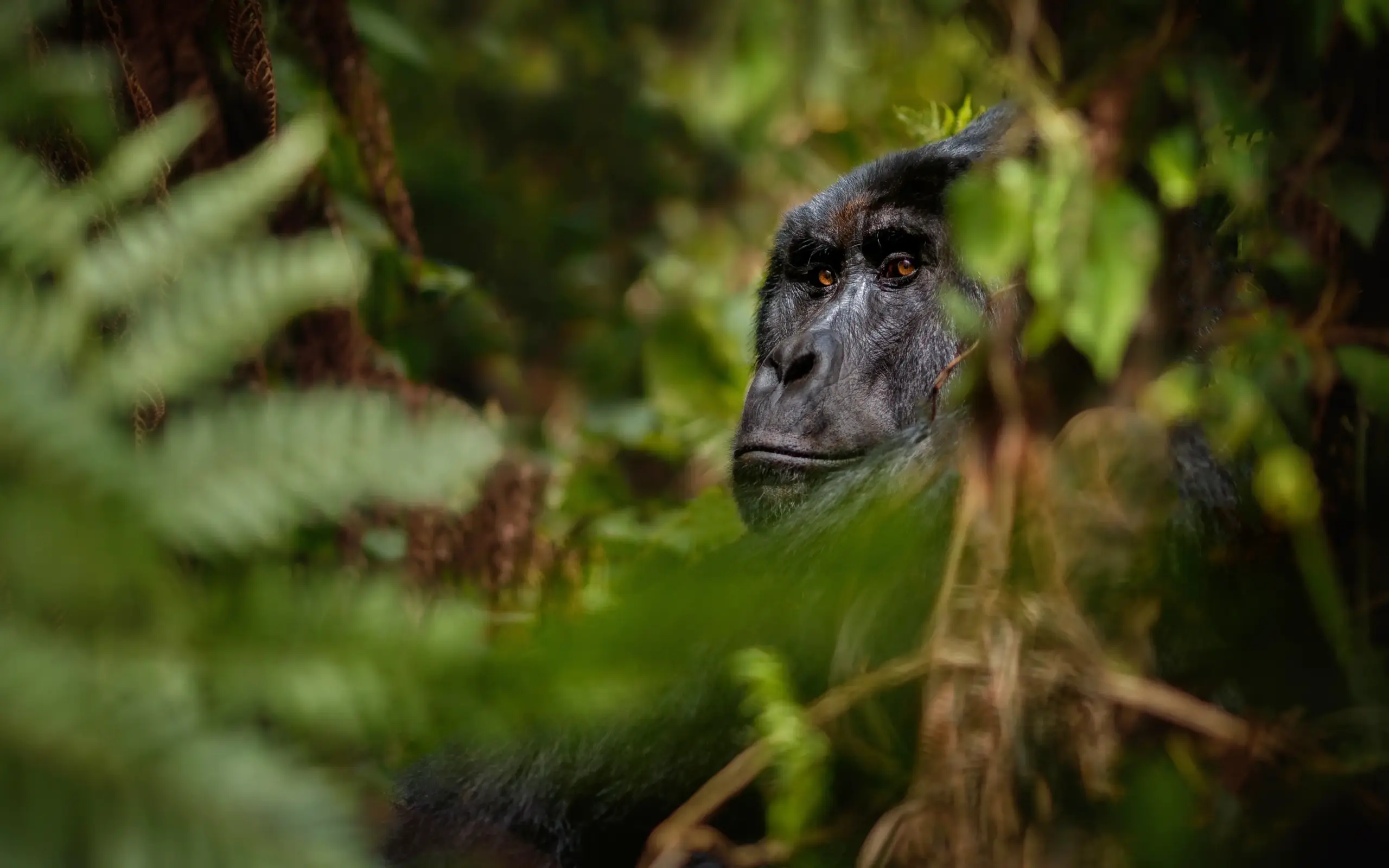 Chimpanzee peering through dense green forest foliage