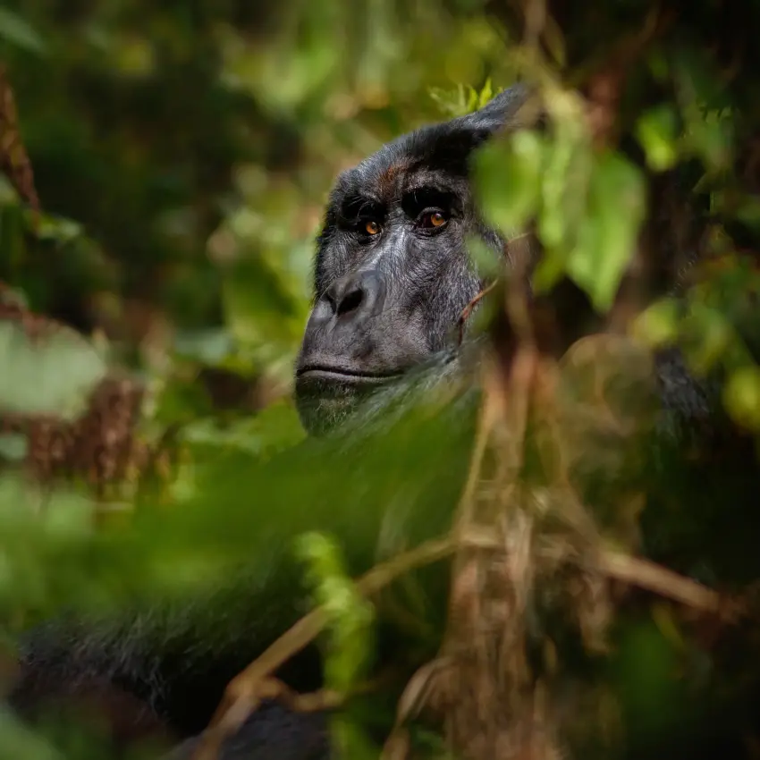 Chimpanzee peering through dense green forest foliage