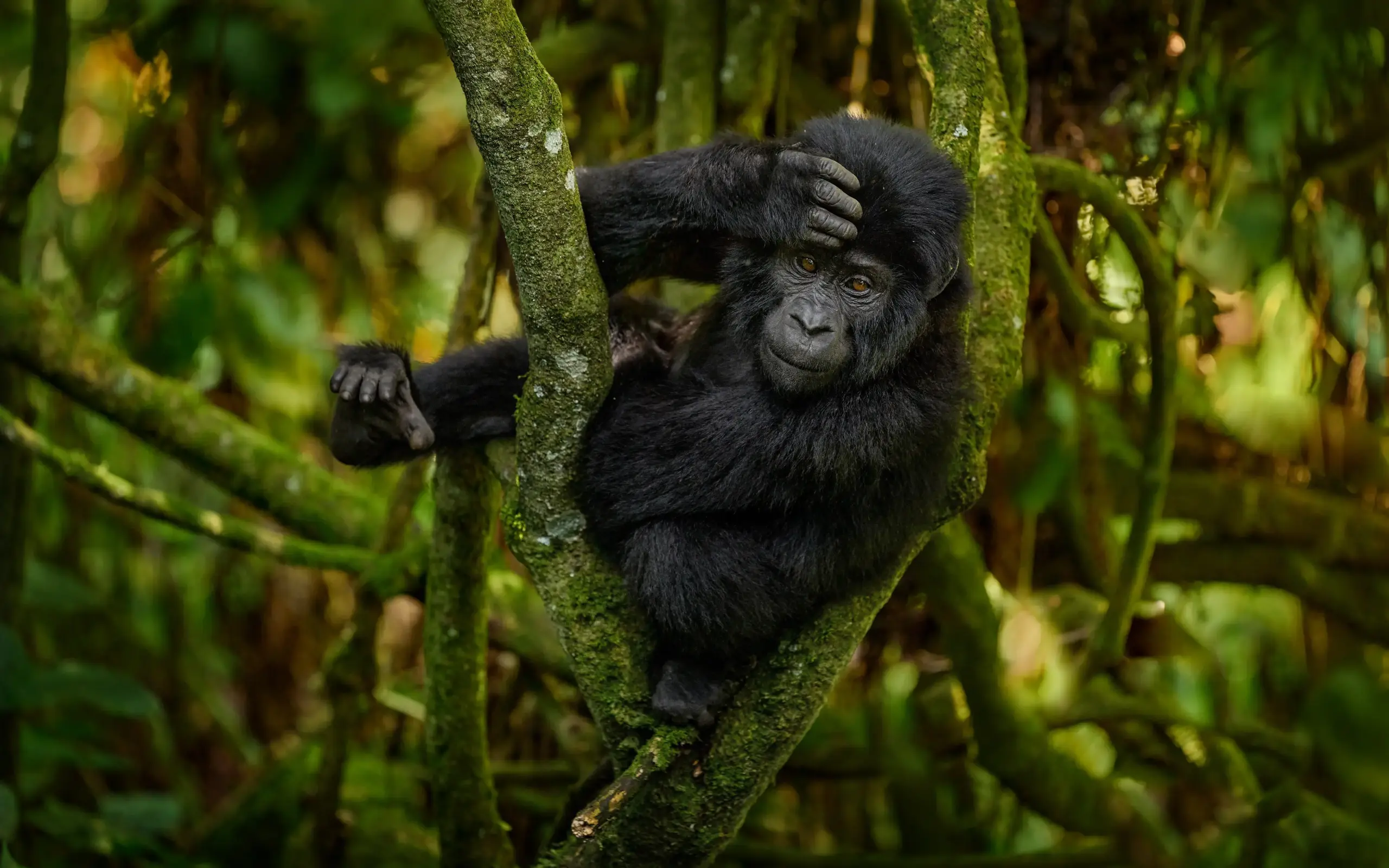 Young chimpanzee hanging from moss-covered branch in forest