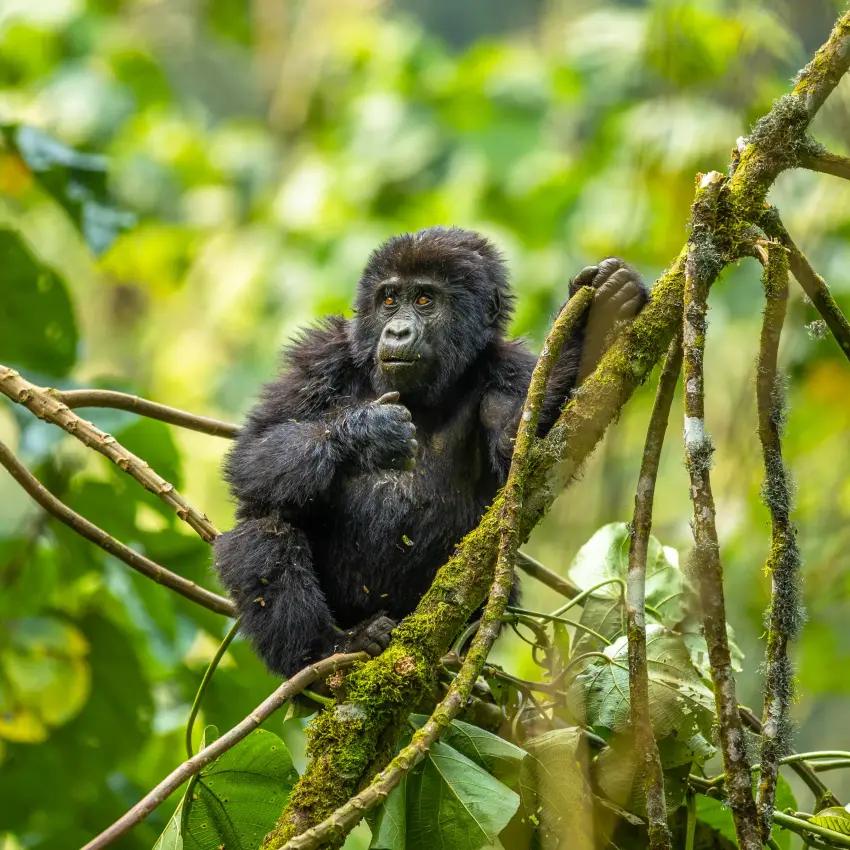 Young black chimpanzee perched on moss-covered forest branch