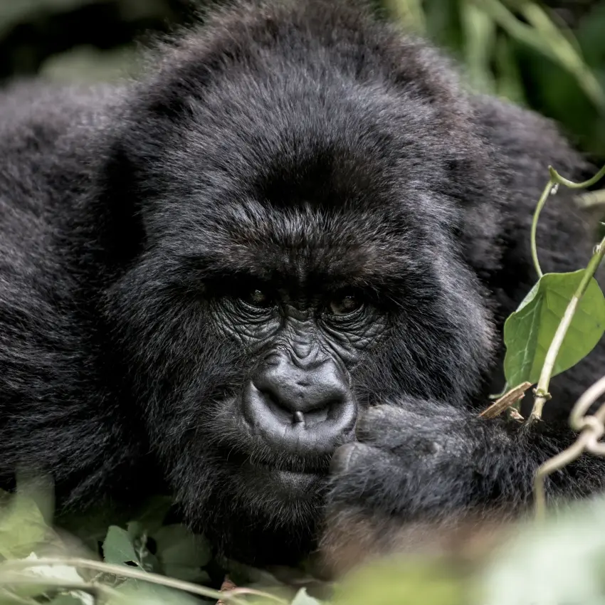 Close-up portrait of a black gorilla among green foliage