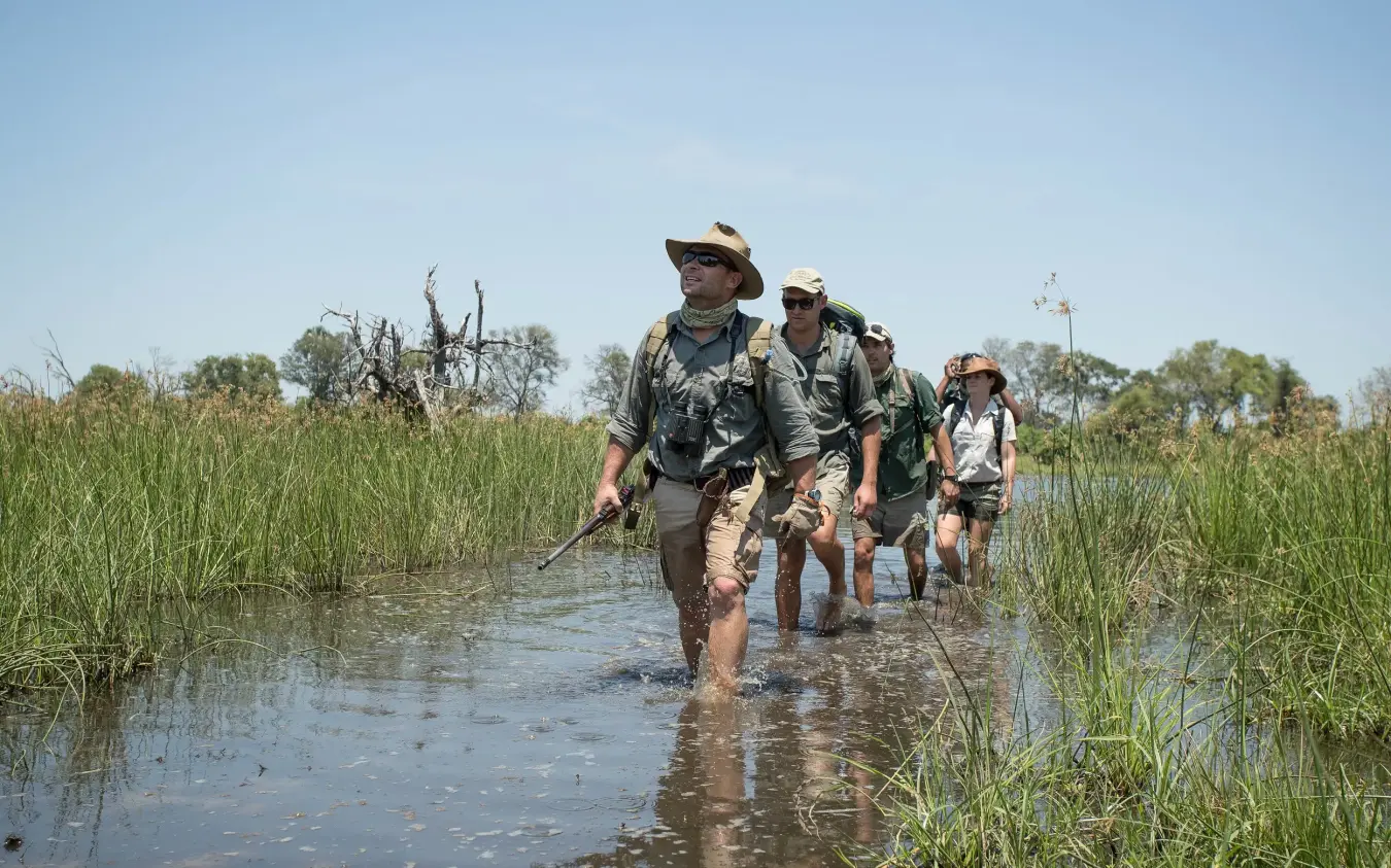 Walking safari group wading through shallow wetland water