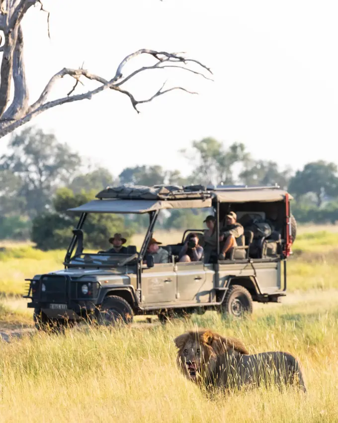 Safari vehicle with guests observing wildlife in grassland
