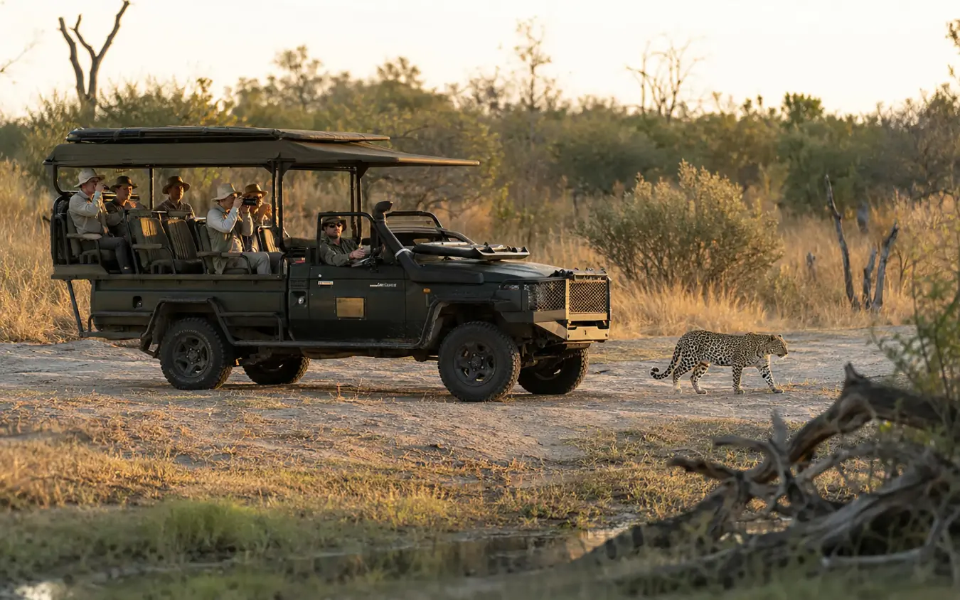 Safari vehicle with guests observing leopard crossing dirt road at sunset