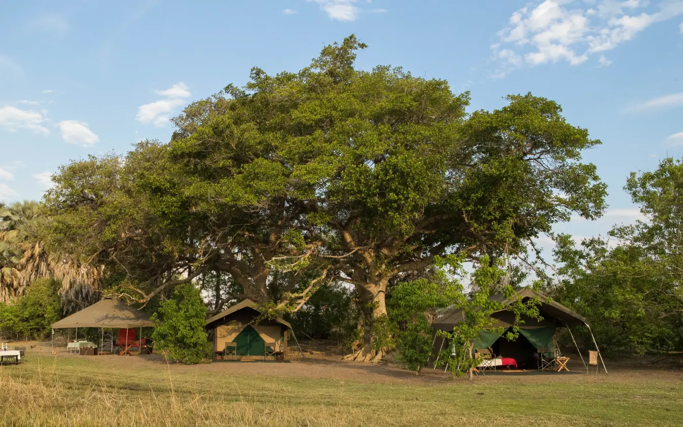 Safari camp with canvas tents beneath acacia tree in grassland