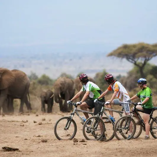 Cyclists riding past elephants on African savanna, Ol Donyo Lodge, Amboseli and Chyulu Hills, Kenya