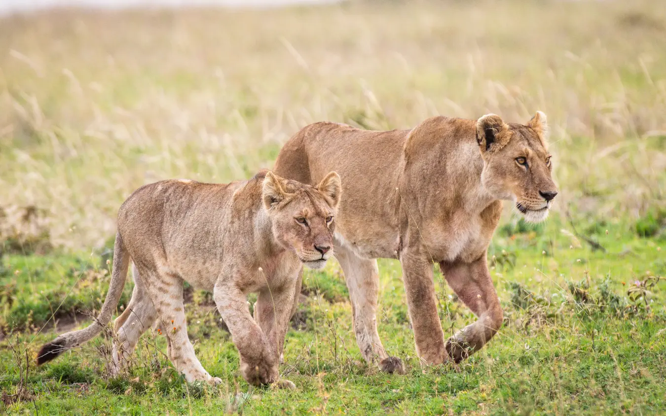 Lioness and cub walking through grassland savanna, Olmara Serengeti, Serengeti National Park, Tanzania