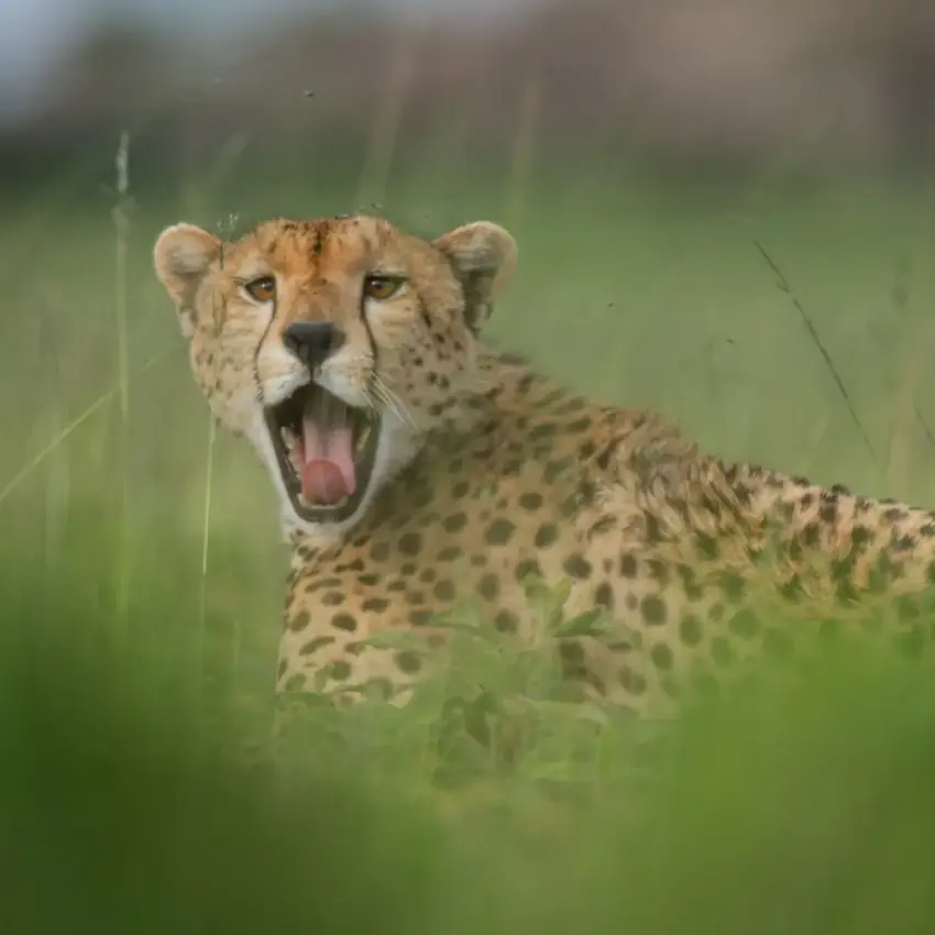 Cheetah with open mouth in tall grass, Olmara Serengeti, Serengeti National Park, Tanzania