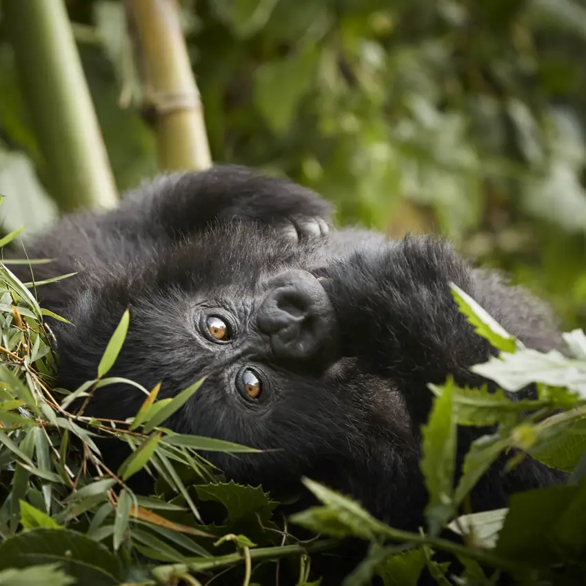 Young black gorilla eating fresh green vegetation leaves