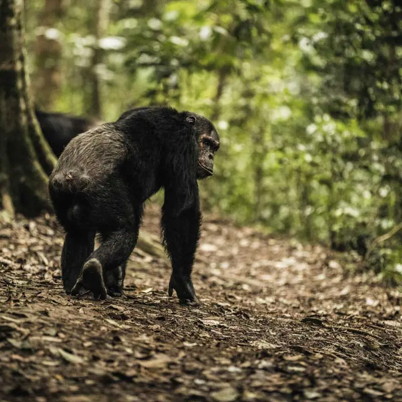 Chimpanzee walking on forest trail during guided trek, Nyungwe House, Nyungwe Forest, Rwanda