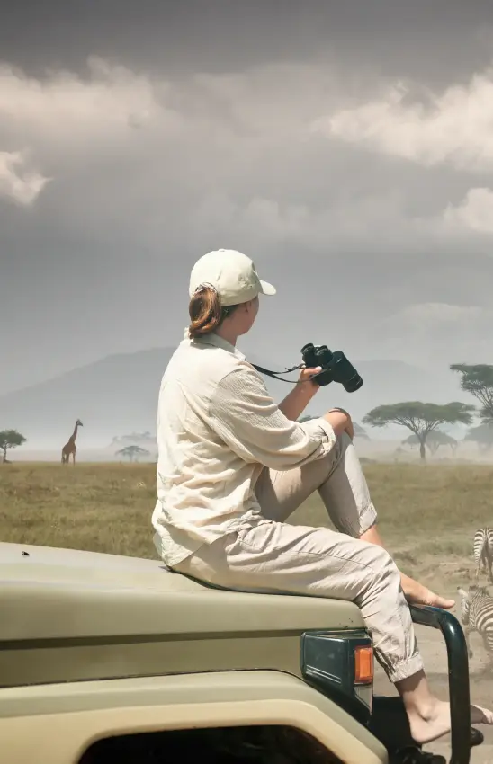 Safari guide photographing zebra herd from vehicle
