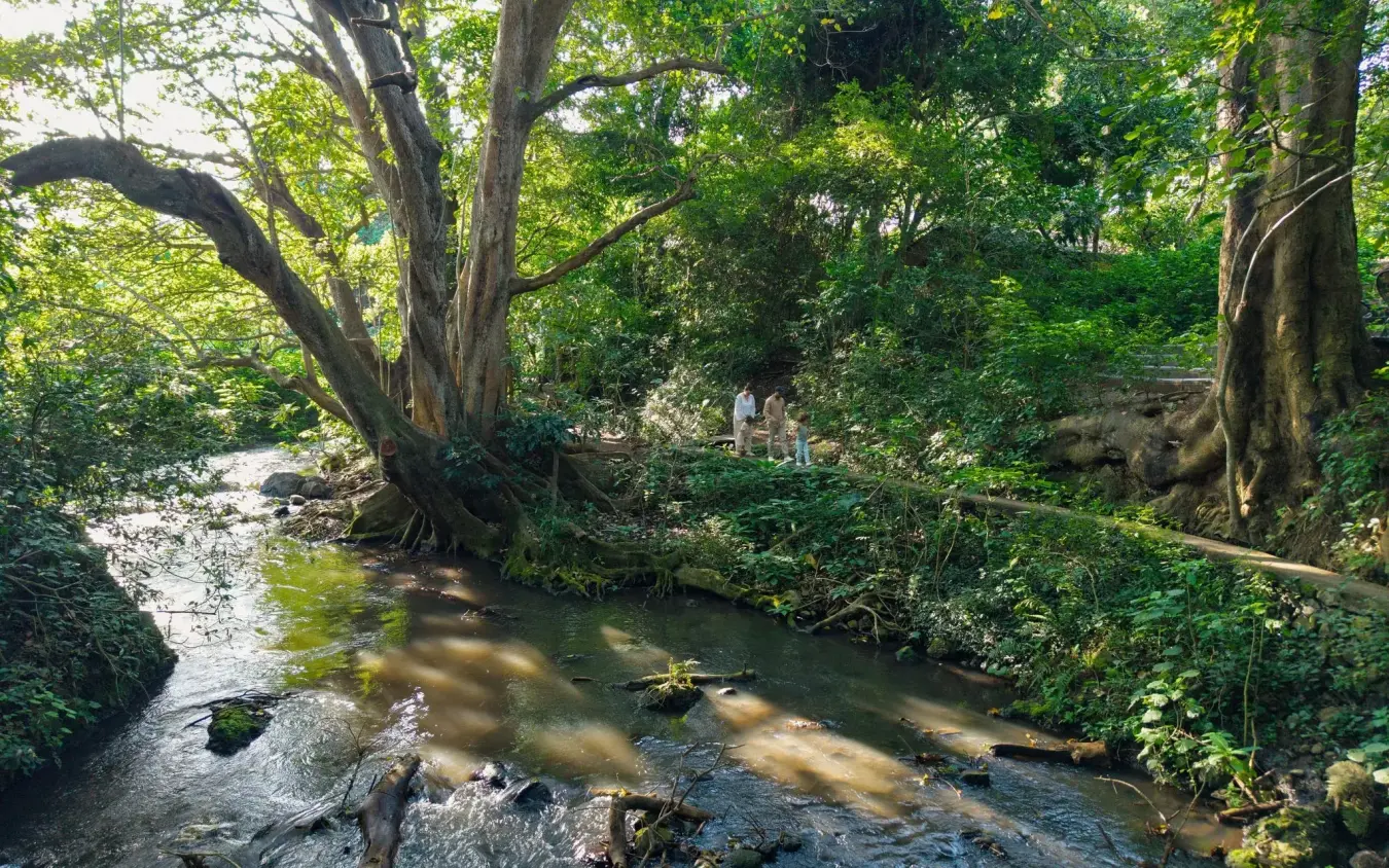 Shaded stream flowing through dense woodland with large trees, Rivertrees Country Inn, Arusha, Tanzania