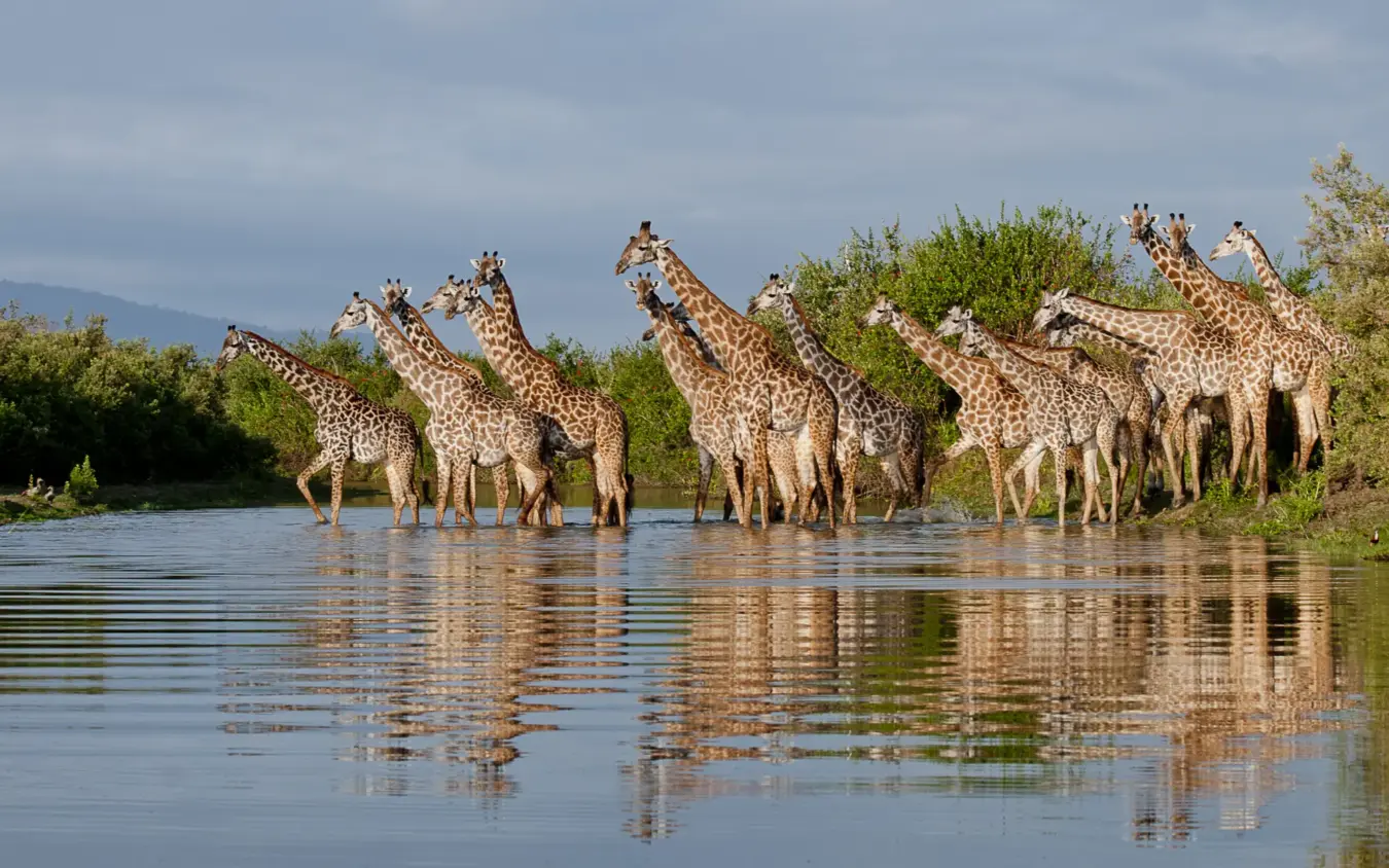 Large herd of giraffes drinking at waterhole together, Roho ya Selous, Nyerere National Park, Tanzania