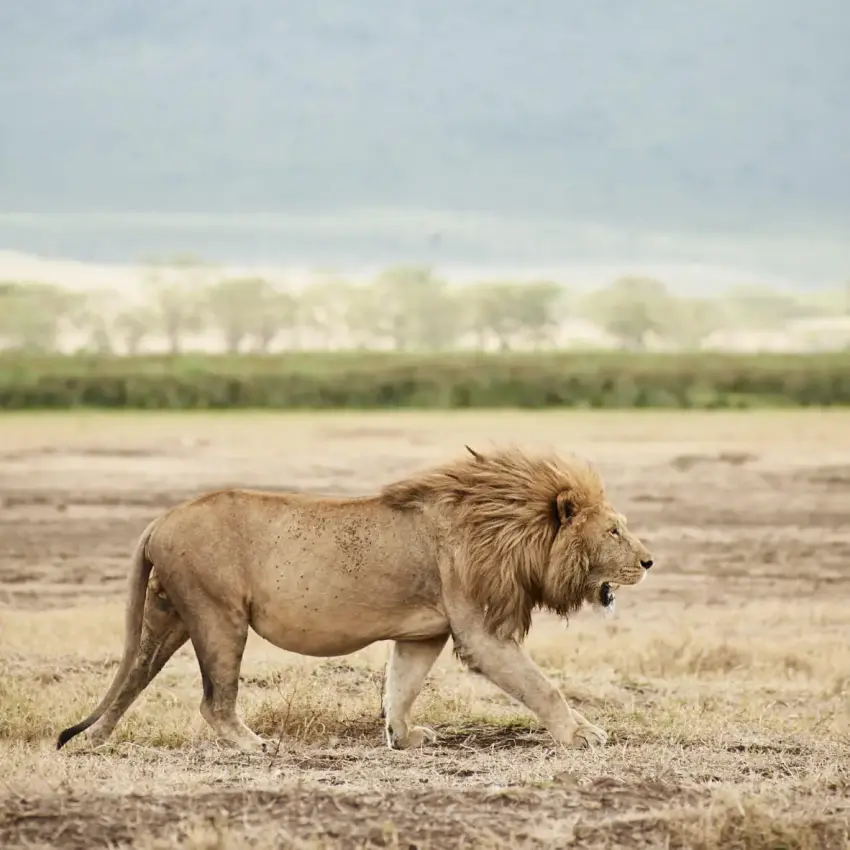 Male lion walking across savanna grassland landscape