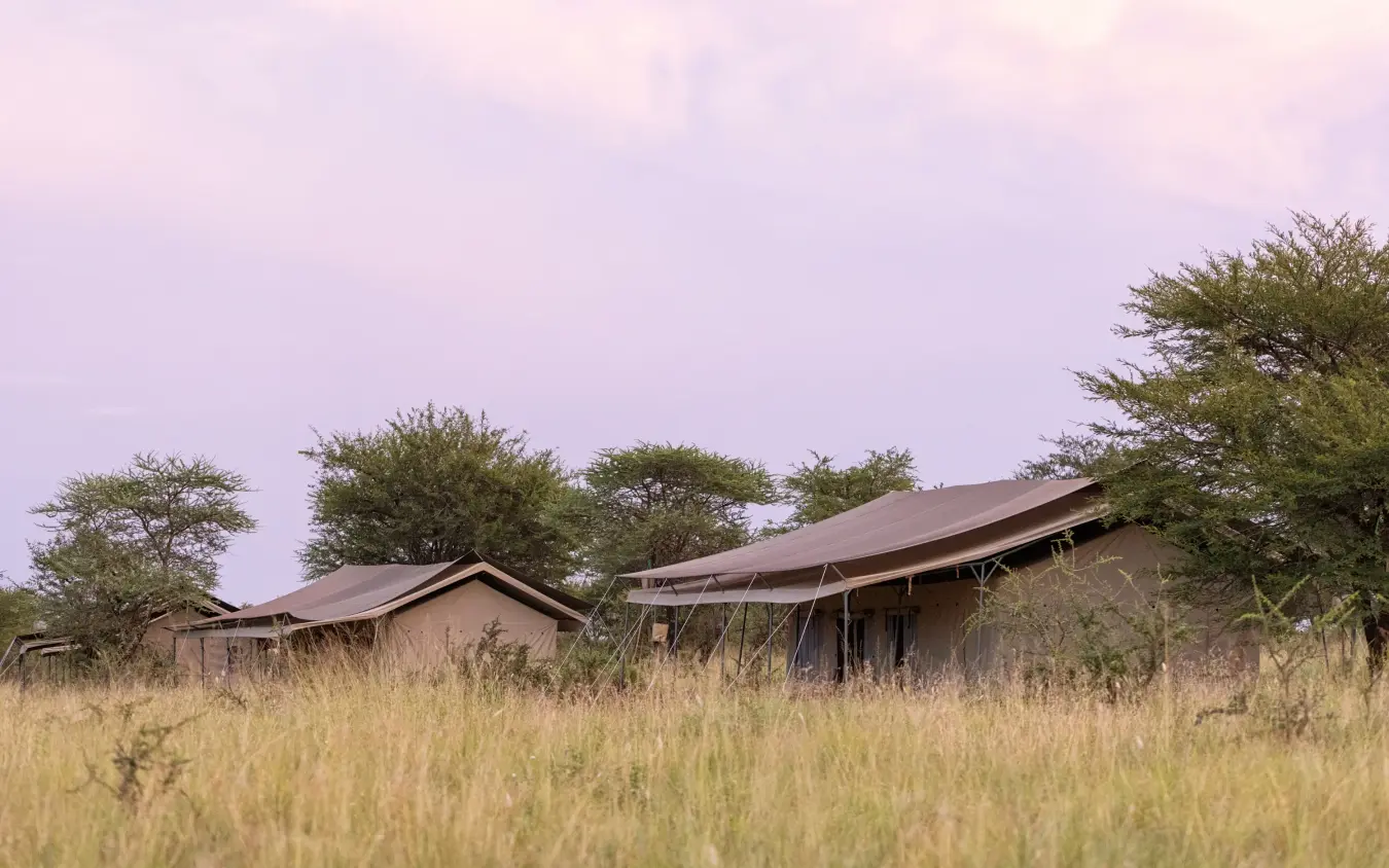 Safari lodge accommodation nestled in grassland with acacia trees, Serengeti Wilderness Camp, Serengeti National Park, Tanzania